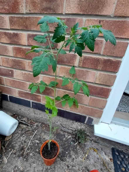Photo of free X2 leggy tomato plants (Newark NG24) #1