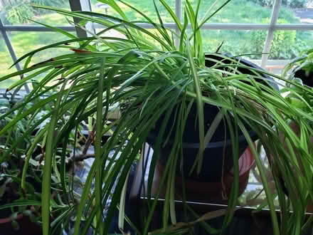 Photo of free Beautiful Spider Plant in 10" pot (Irondequoit near zoo.) #1
