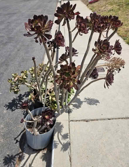 Photo of free Succulents plant and cuttings (Sevenhills) #2
