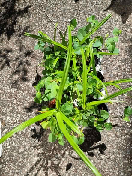 Photo of free Little tray with sedge and violets (L1 Liverpool City Centre) #1