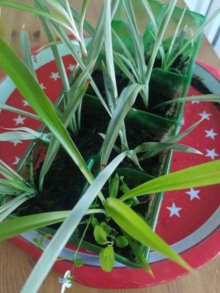 Photo of free Spider baby plants (Lichfield WS14) #1
