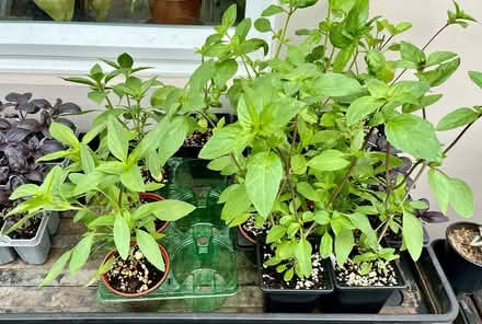 Photo of free Basil (thai basil & normal basil) (Hatfield AL10) #2