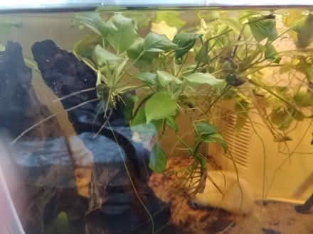 Photo of free Aquarium Plants - Anubias Nana (Peacehaven, BN10) #1