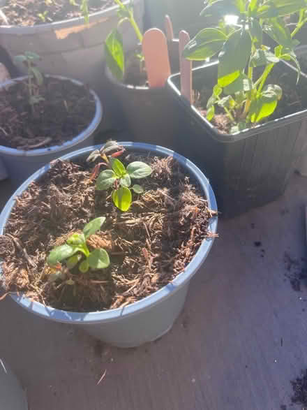Photo of free Young Snap dragon plant 🌱 (Garston L19) #1