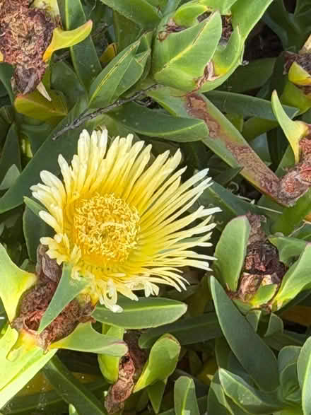 Photo of free Yellow flower Ice plants (Near De Anza College) #1