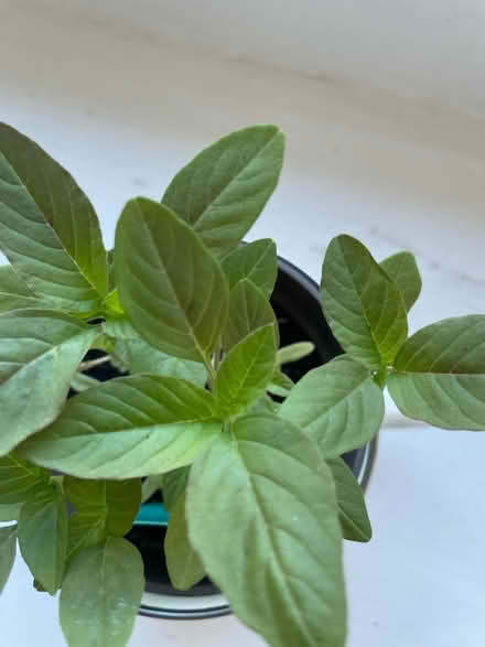 Photo of free Callaloo seedlings (Roehampton. SW15) #2