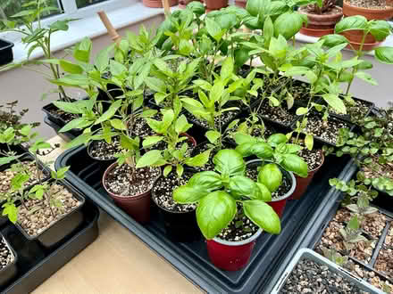 Photo of free Basil (thai basil & normal basil) (Hatfield AL10) #1