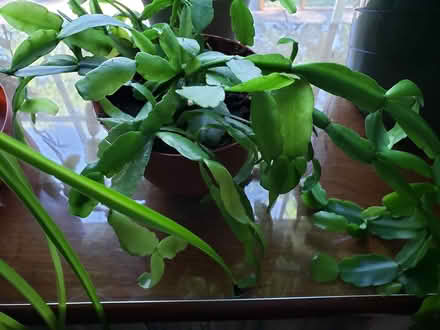 Photo of free Christmas Cactus in 4" pot (larger) (Irondequoit near zoo.) #1