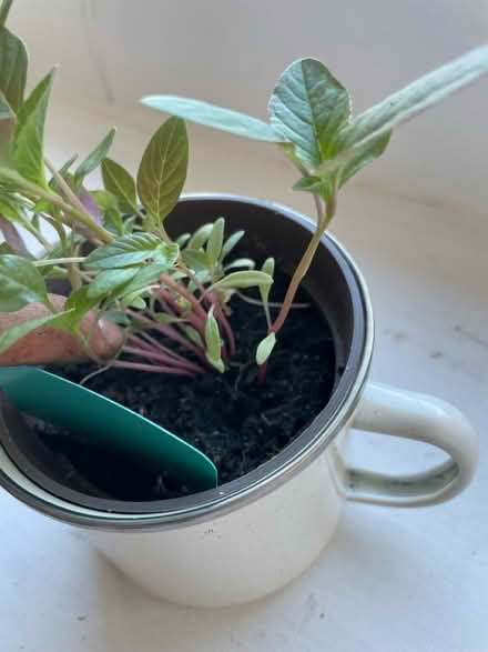 Photo of free Callaloo seedlings (Roehampton. SW15) #3