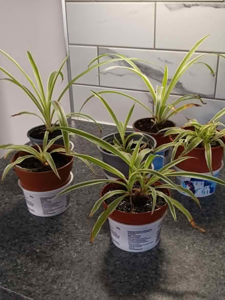 Photo of free Young Spider Plants (S20 Waterthorpe) #1
