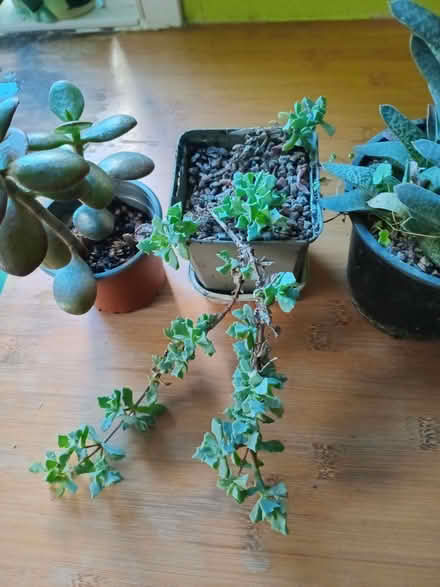 Photo of free 3 succulents (Eastbourne BN20) #1
