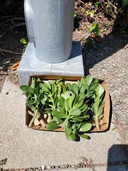 Photo of free Jade plant cuttings (Cupertino) #1