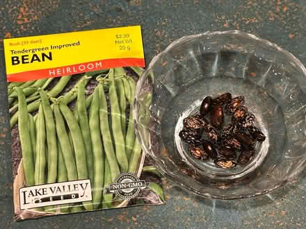 Photo of free Bush beans (Carlisle/Gibson) #1