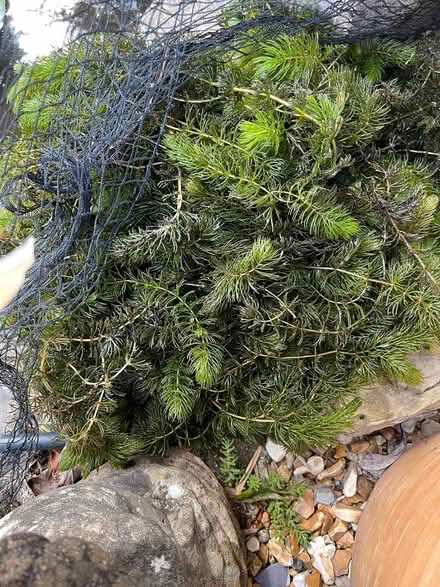 Photo of free Pond weed Oxgenating (Willingdon Trees) #1