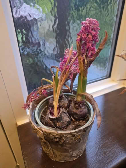 Photo of free Hyacinth Bulbs (Bovingdon) #1