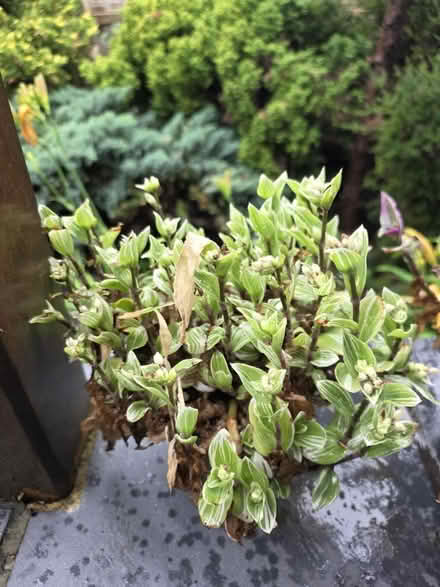 Photo of free Plants (Bovingdon) #2