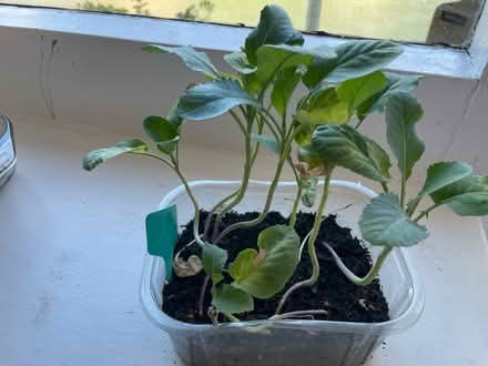 Photo of free Cauliflower seedlings (Roehampton. SW15) #2