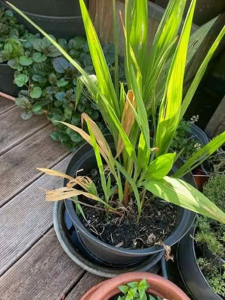 Photo of free Outdoor plants in pots (Lewes BN7) #3