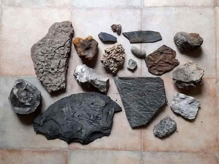 Photo of free Fossils (Roseburn EH12) #1