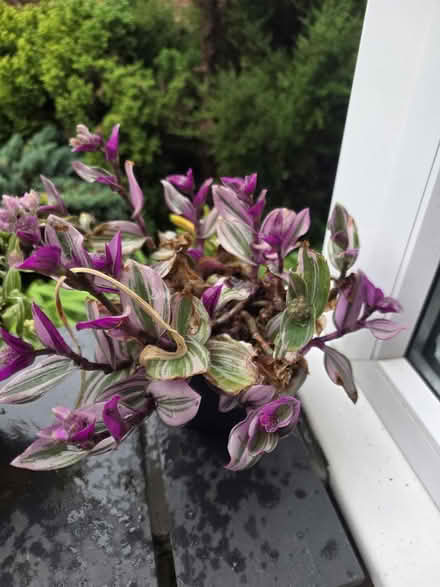Photo of free Plants (Bovingdon) #1