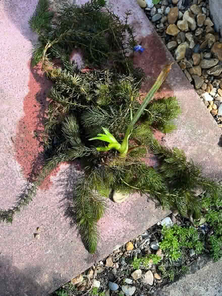 Photo of free Pond Plants small pond (Willingdon Trees) #1
