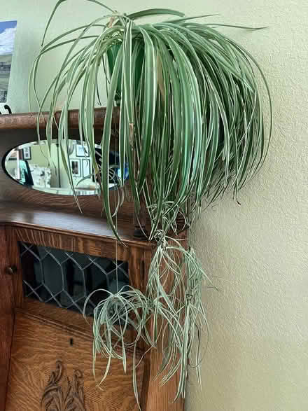 Photo of free Mature, spider plant (Pleasanton Country Fair) #1