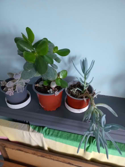 Photo of free 3 succulents (Eastbourne BN20) #1