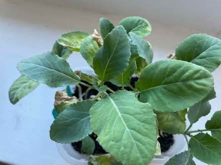Photo of free Cauliflower seedlings (Roehampton. SW15) #1