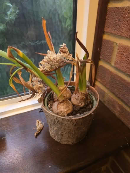 Photo of free Hyacinth Bulbs (Bovingdon) #2