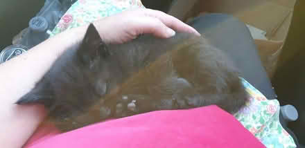 Photo of Stuff 4 kitten eg litter tray (Parkstone, Poole, BH14) #1