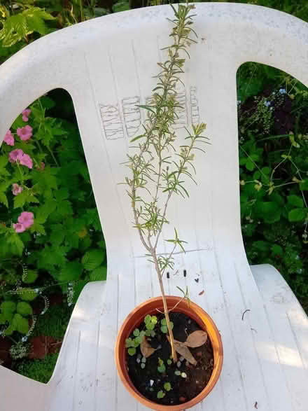 Photo of free Rosemary plants x 3 (Belper) #1