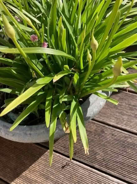 Photo of free Outdoor plants in pots (Lewes BN7) #1
