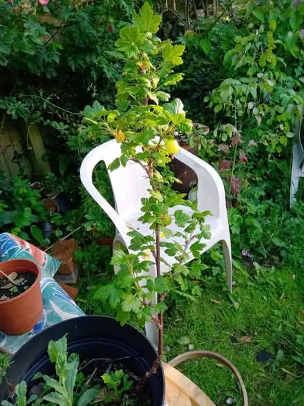 Photo of free Small gooseberry bush (Belper) #1