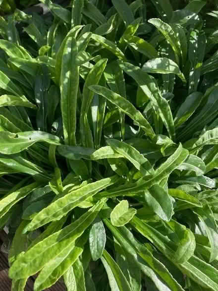 Photo of free Outdoor plants in pots (Lewes BN7) #2