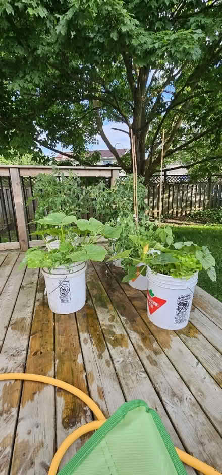 Photo of Various Plant Risers/Stands (Stanley Park Kitchener) #2