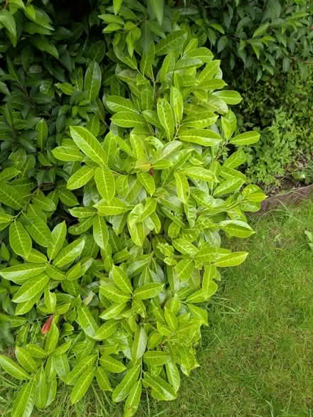 Photo of free Cherry Laurel-ideal to create hedge (WV11 Essington) #1