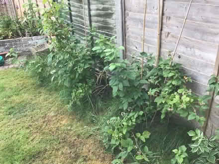 Photo of free Raspberry plants (Biggleswade) #2
