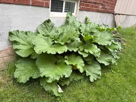 Photo of free Fresh rhubarb (NW Aurora) #1