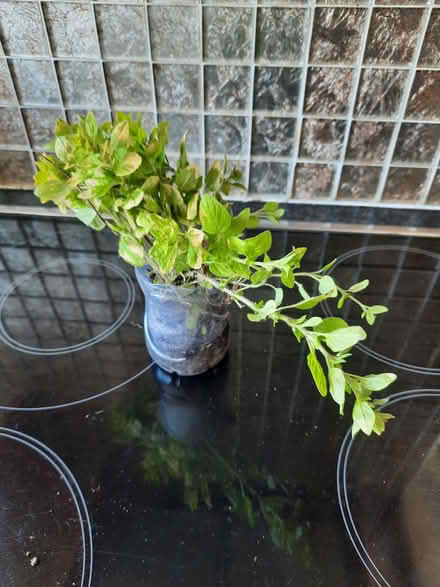 Photo of free Golden Marjoram herb small clump (Morden SM4) #3