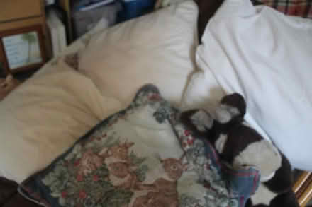 Photo of free Cushions/Pillows (dorchester DT1) #3