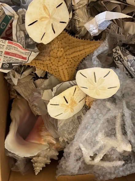 Photo of free Box of seashells (Wallingford) #1