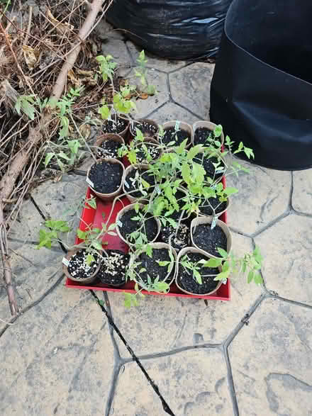 Photo of free tomato plants (Dunning, Chicago) #1