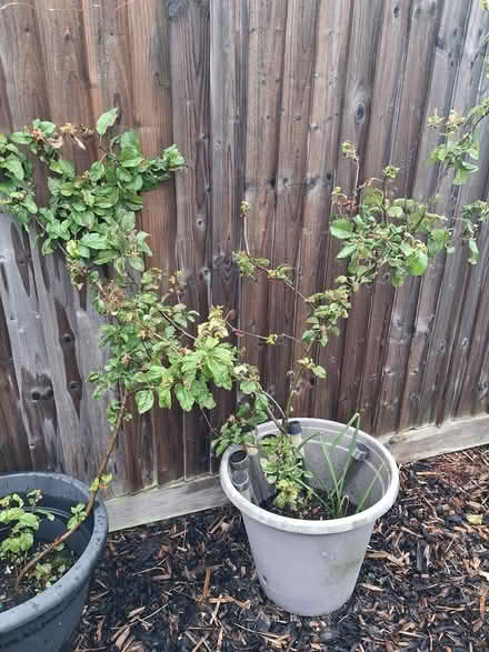 Photo of free Tree Saplings (Eyres Monsell Leicester LE2) #2