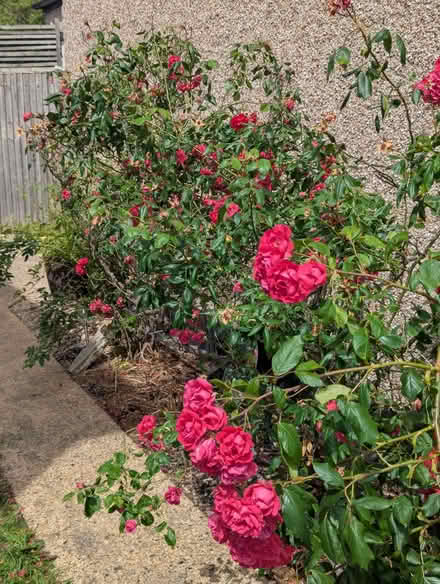 Photo of free Garden plants (Enfield EN3) #4