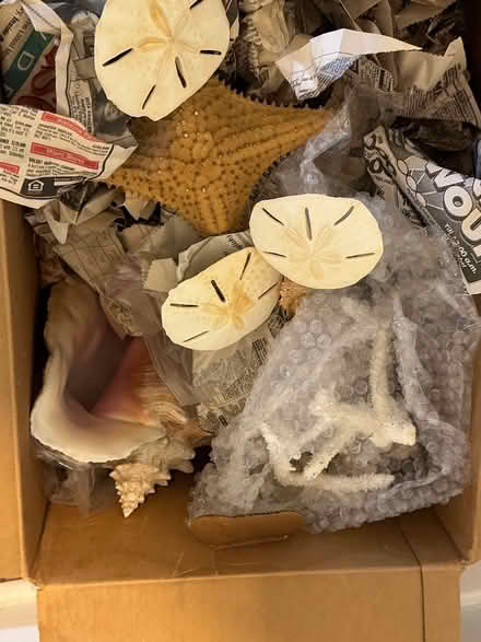 Photo of free Box of seashells (Wallingford) #2