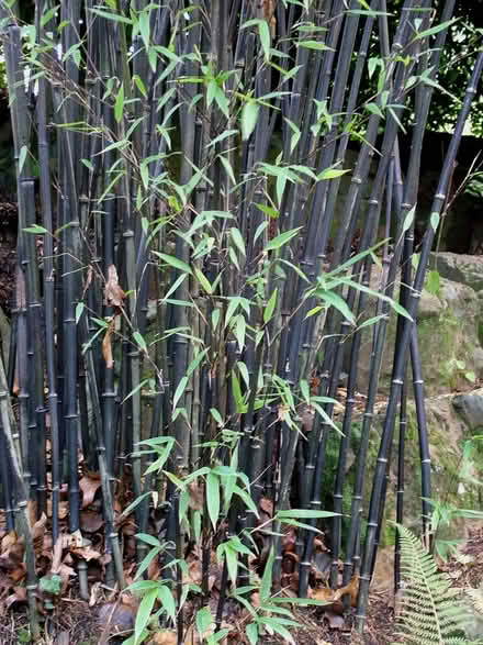 Photo of free Black Bamboo (Please read notes) (Willingdon Trees) #1