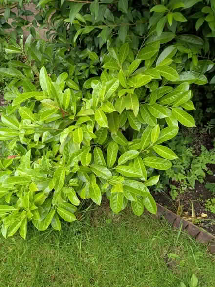 Photo of free Cherry Laurel-ideal to create hedge (WV11 Essington) #2