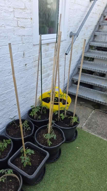 Photo of Tomato canes (BN22) #1