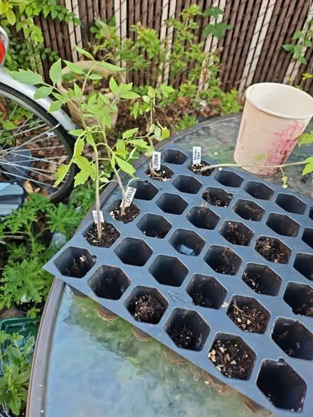 Photo of free tomato plants (Dunning, Chicago) #2