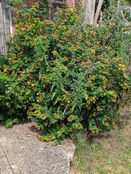 Photo of free Garden plants (Enfield EN3) #1